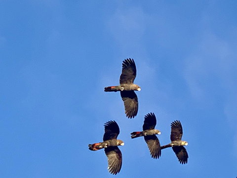 Sunrise On Falie Seaview Eco Accommodation - Perth Resorts 2