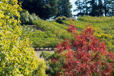 The Manor Basket Range - Accommodation Perth 16