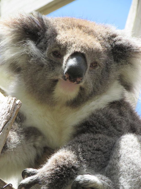 Lazy Days Cottage - Victor Harbor - Accommodation Perth 10