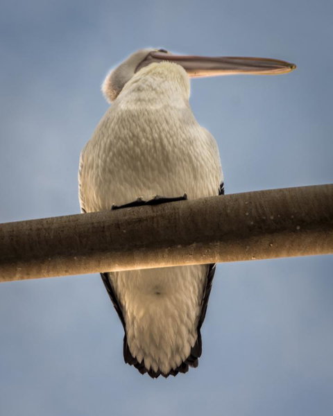 Penthouse On The Promenade - Accommodation Perth 16