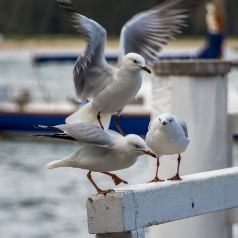 Penthouse On The Promenade - Accommodation Perth 15