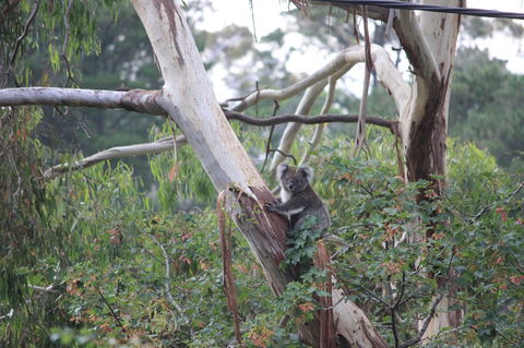 Pirralilla Estate Adelaide Hills - Accommodation Perth 24