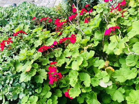 Stunning House With Beautiful Entertainment Area!! - Perth Resorts 14