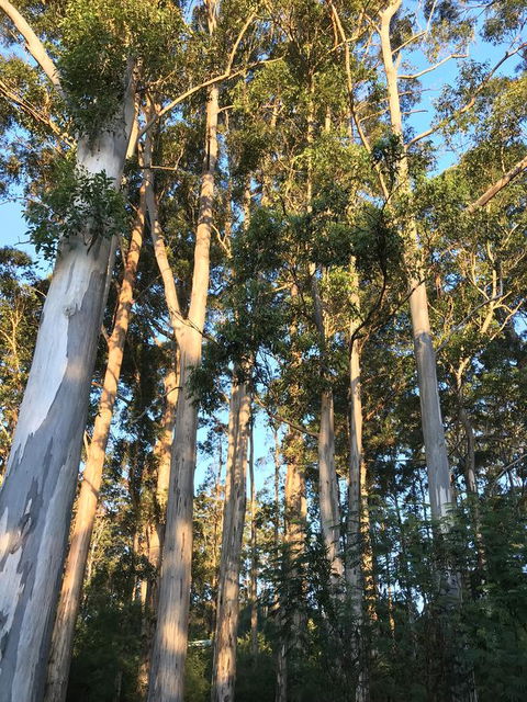 Forest Lodge Resort - Accommodation Perth 37