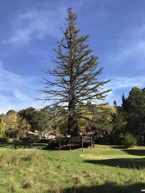 Forest Lodge Resort - Accommodation Perth 38