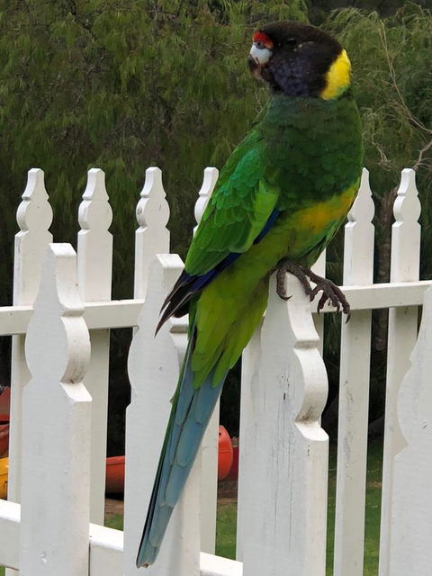 Riverview Tourist Park - Accommodation Perth 20