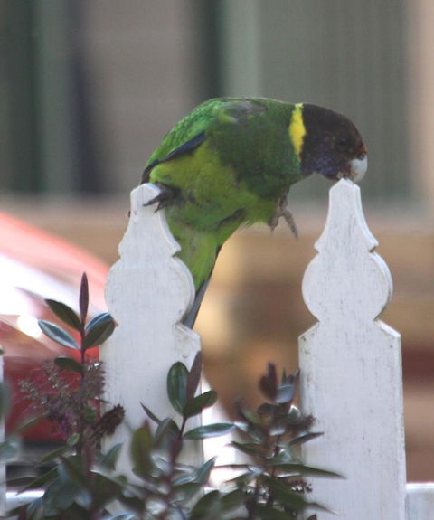 Riverview Tourist Park - Accommodation Perth 35