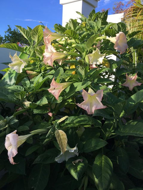 Bella Bali Gardens - Perth Resorts 22