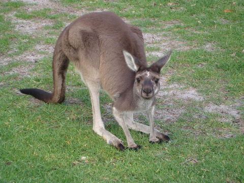 Bella Bali Gardens - Perth Resorts 39