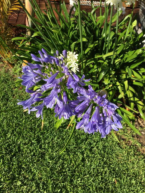 Bella Bali Gardens - Perth Resorts 21