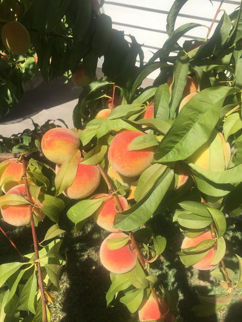 Bella Bali Gardens - Perth Resorts 26