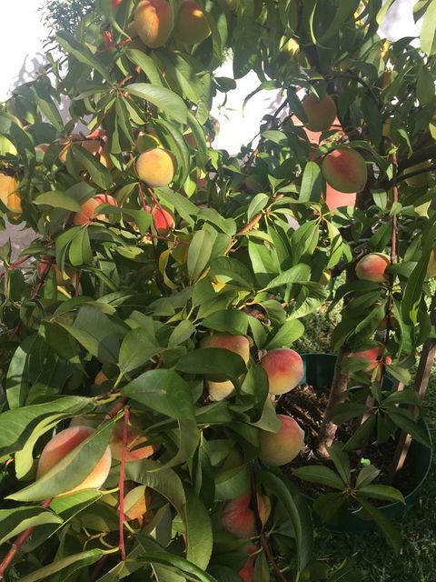 Bella Bali Gardens - Perth Resorts 25