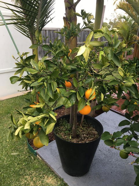 Bella Bali Gardens - Perth Resorts 24