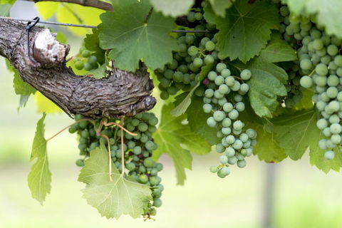 Thistle Hill Guesthouse - Walk To Many Wineries And Restaurants - Accommodation Perth 44