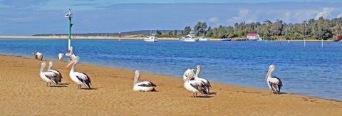 Pelican Motor Inn - Accommodation Perth 29
