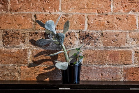 Chippendale Â· Quaint 1880â€™s Sydney Chippendale Terrace House - Accommodation Perth 9