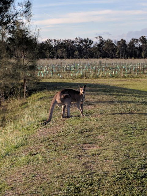 Madigan Wine Country Cottages - Accommodation Perth 7