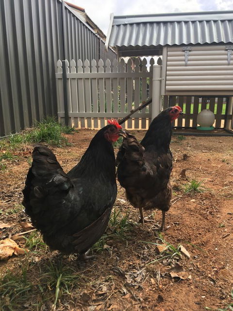 Thelma's Temora - Perth Resorts 13