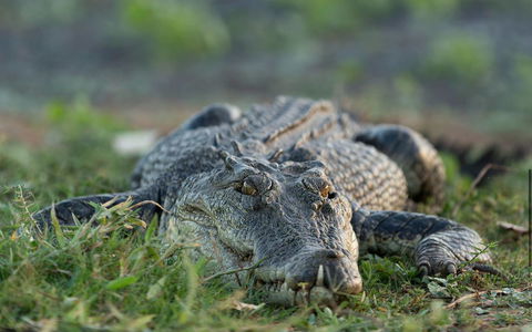 Wildman Wilderness Lodge - Perth Resorts 24