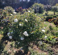 Carisbrook Country Retreat Motel - Perth Resorts