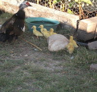 Corella Creek Country Farm Stay - Accommodation Perth