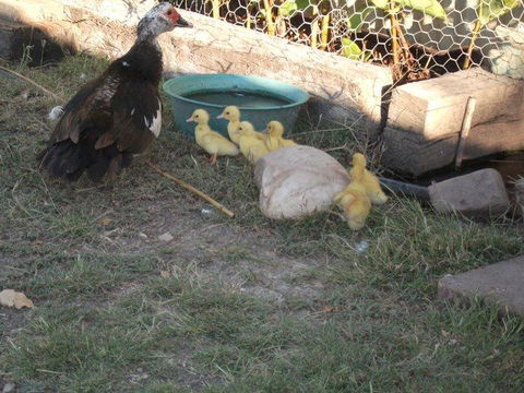 Corella Creek Country Farm Stay - Accommodation Perth 0
