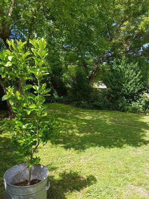 Cute Cottage On Byng - Walk To Town AND Pet Friendly - Accommodation Perth 3