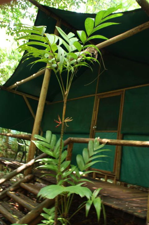 Daintree Crocodylus - Accommodation Perth 3