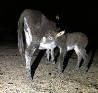 Donkey Tales Farm Cottages - Accommodation Perth