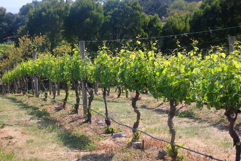 Every Man And His Dog Vineyard - Perth Resorts 2