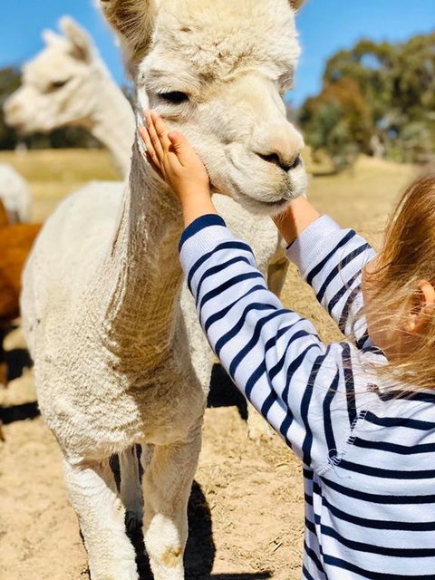 Glenview Alpaca Farm - Accommodation Perth 3