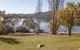 Grey Kangaroo- On Lake Jindabyne Foreshore - thumb 1
