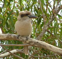 kookaburra nest - Perth Resorts
