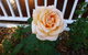 Lakeside Bed & Breakfast - thumb 2