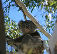 Levi Park Caravan Park - Accommodation Perth