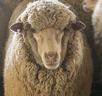 Mascot Cottage - Pet Friendly and Complimentary Breakfast Hamper - Perth Resorts