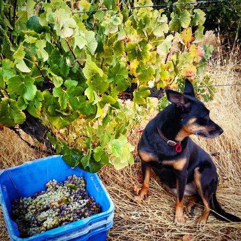 Hotham Ridge Estate - Perth Resorts 33