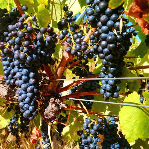 Hotham Ridge Estate - Perth Resorts 32