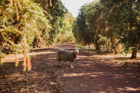 Margaret River Holiday Cottages - Accommodation Perth 21