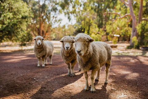 Margaret River Holiday Cottages - Accommodation Perth 15
