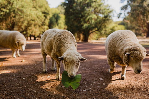 Margaret River Holiday Cottages - Accommodation Perth 26