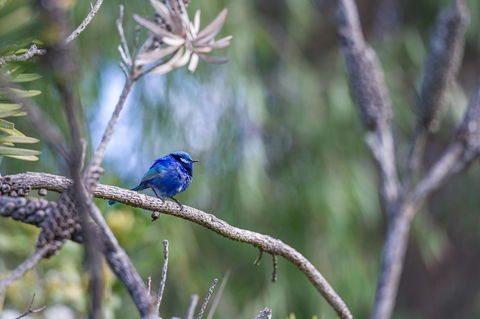 Surfside Ocean Beach Denmark Holiday Accommodation - Perth Resorts 3