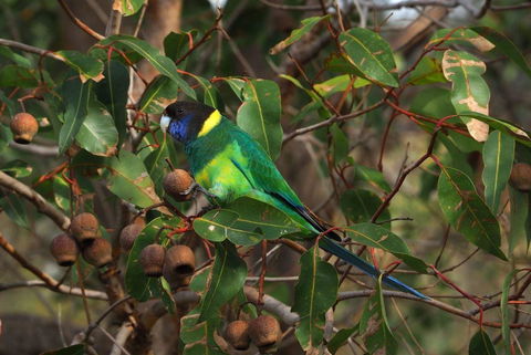 Banksia Tourist Park - Accommodation Perth 15