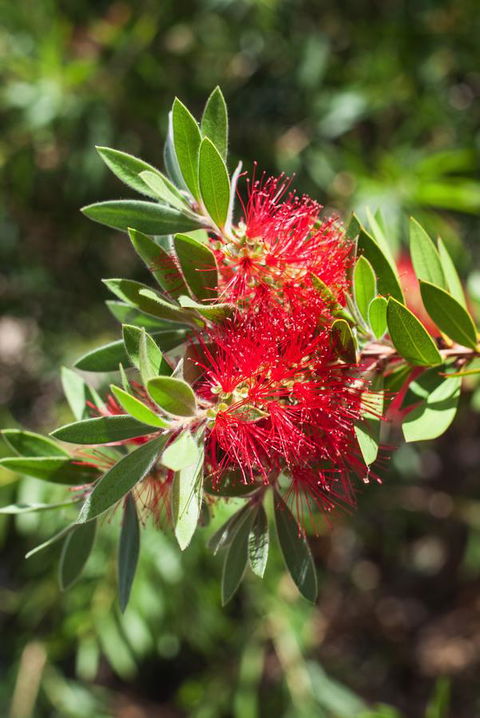 Banksia Tourist Park - Accommodation Perth 26