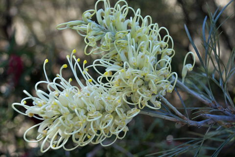 Banksia Tourist Park - Accommodation Perth 9