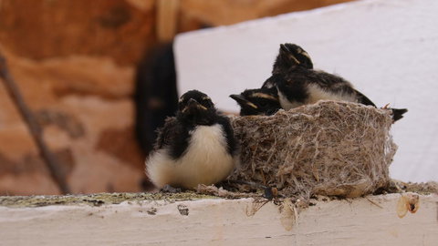 Daisy Cottage - Accommodation Perth 27