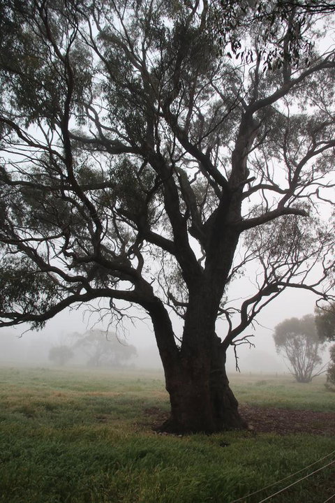 Daisy Cottage - Accommodation Perth 23