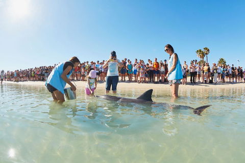 RAC Monkey Mia Dolphin Resort - Accommodation Perth 2