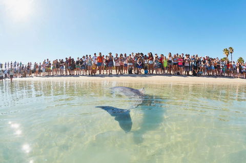 RAC Monkey Mia Dolphin Resort - Accommodation Perth 3