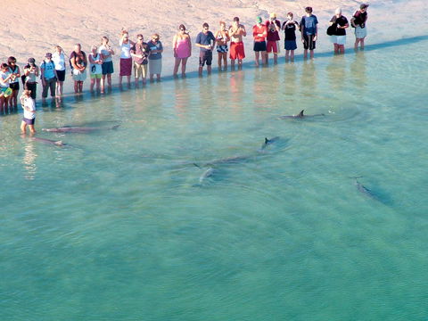 RAC Monkey Mia Dolphin Resort - Accommodation Perth 4